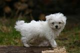 BICHON MALTAIS 158